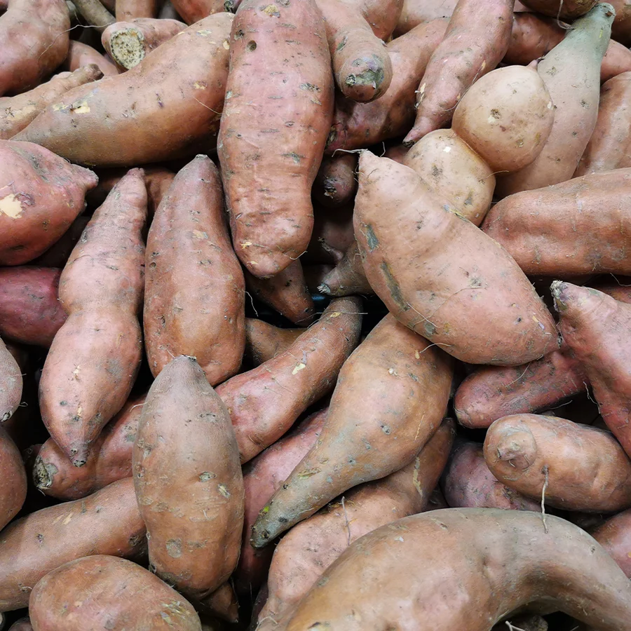 Sweet Potato  शकरकंद